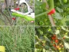 Zszywacz do roślin tapener ogrodniczy wiązarka do winorośli i pomidorów Verk model 27051